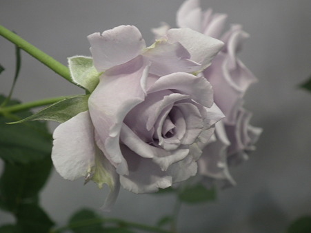 DSCF1186