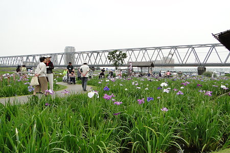小岩菖蒲園