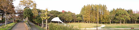 桜土手から水元公園公園を望んで