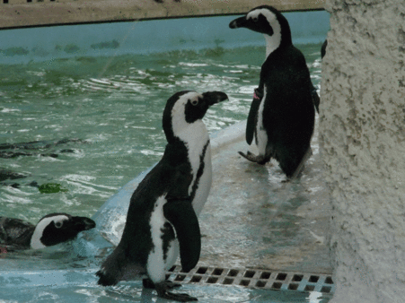 上野西ケープ島 上陸2 gif