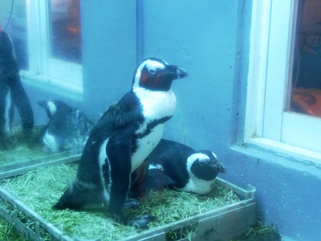 ペンギン居酒屋 セバスとマーヤ