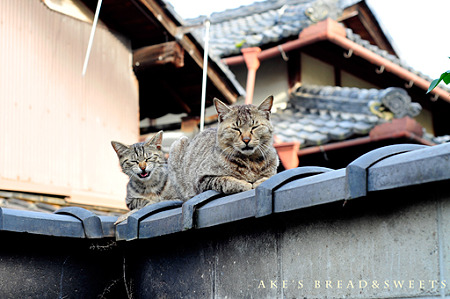 外猫にゃー