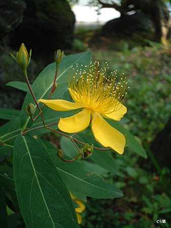ビヨウヤナギ（Hypericum monogynum L.）（Hypericum chinense L. var. salicifolium (Sieb. et Zucc.) Choisy）