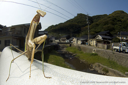 オオカマキリ ♀