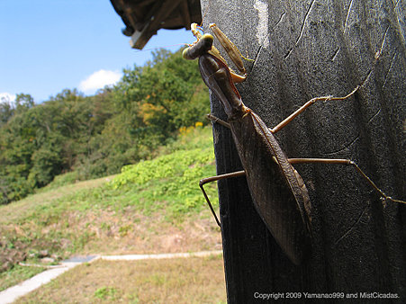 ハラビロカマキリ ♀