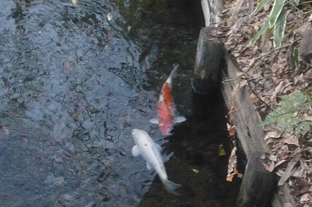 野火止用水の鯉