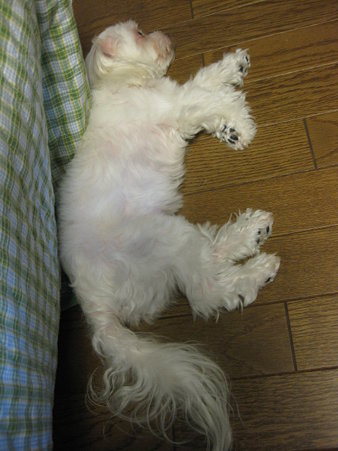 暑くてのびちゃいます~~~!