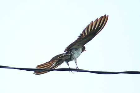 ツバメが飛び立つ瞬間