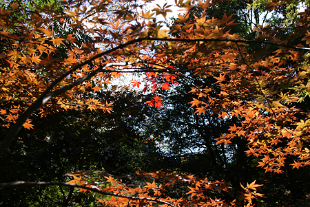 長安寺の早い紅葉