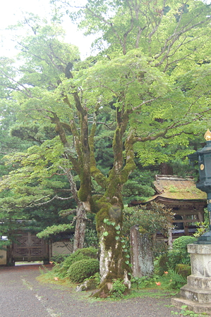 光台院