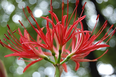 秋の花火 彼岸花