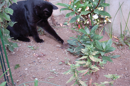 黒猫グ~グウがっ!