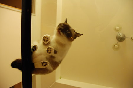猫を下から見てみると 2