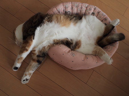 のびてます。