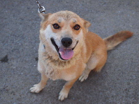 犬モモ