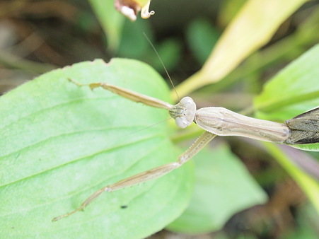 カマキリアップ