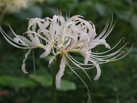 白い曼珠沙華