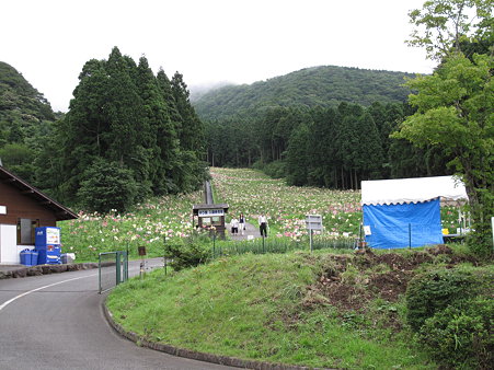 <b>箱根</b>ピクニックガーデンのゆり園のご紹介 - <b>箱根</b>高原ホテルスタッフブログ