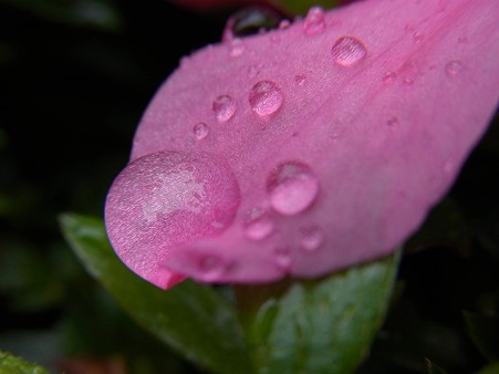 さつきに梅雨