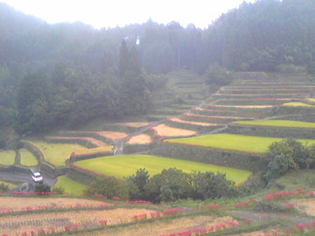 棚田4