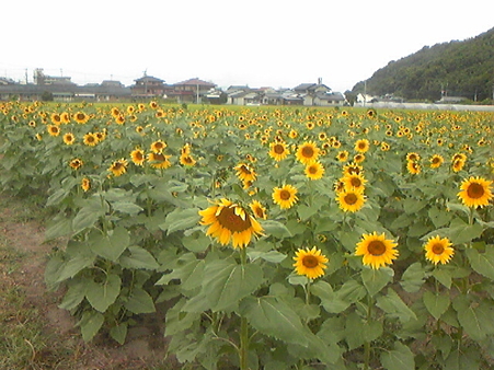 道の駅　原鶴前のひまわり3