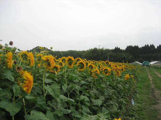 ひまわりたち 7月28日正助ふるさと村にて 写真共有サイト フォト蔵