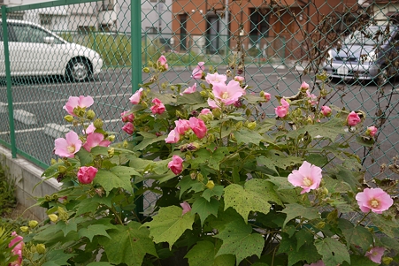 ISO100_F2.8_SS800_EV-0.3_WB-Cloud