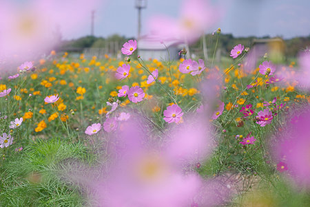 IMGP9741