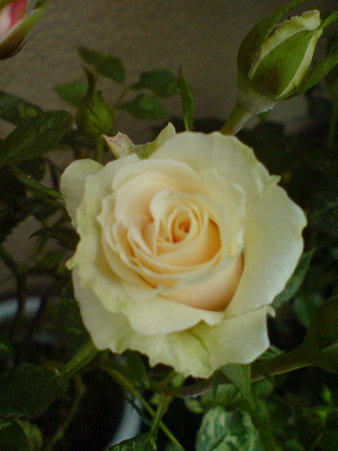 Denice PARADE
