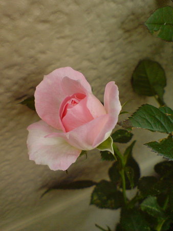 Tutu Optima
