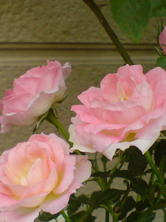 Tutu Optima