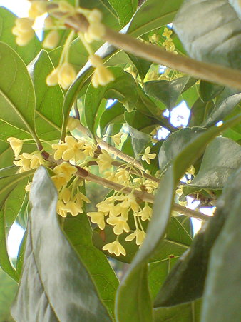 Fragrant Tea Olive