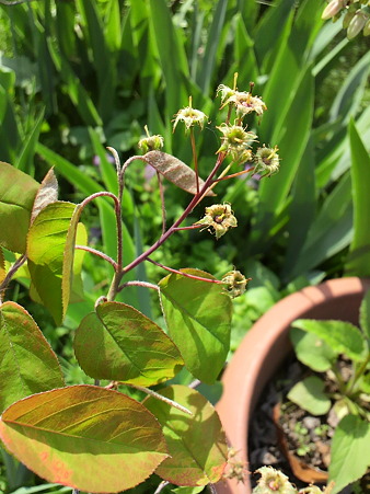 Juneberry