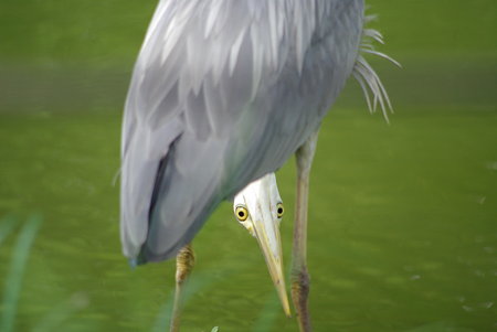 IMGP8599