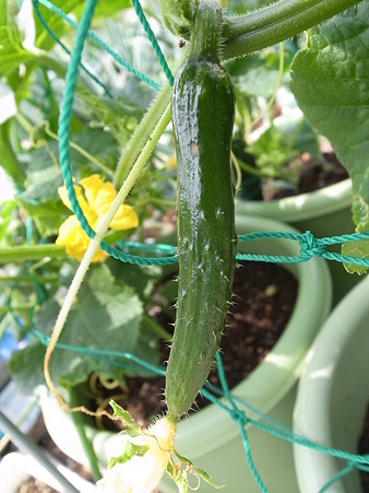 ウリ科の野菜 種蒔き 苗の植え付け 収穫時期と特徴 暇人主婦の家庭菜園 楽天ブログ