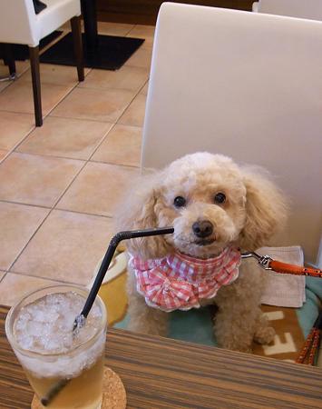 drink