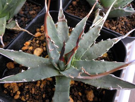 Agave utahensis