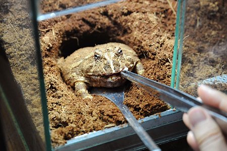 ツノガエルの食事