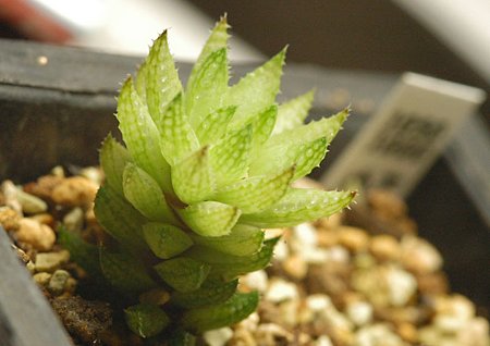 H. reticulata v.hurlingii