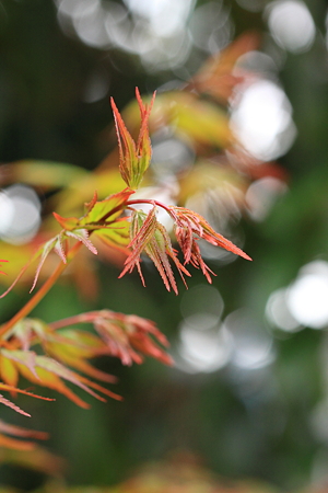 紅葉キラキラ