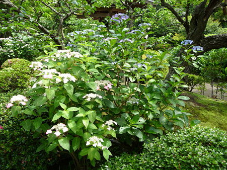 090612-海蔵寺 (8)