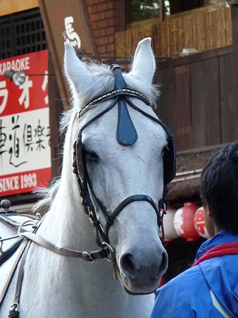 091103-馬車道 馬車 (25)