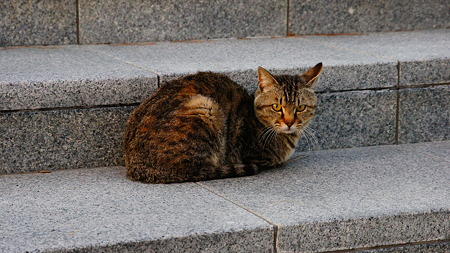 ドライブで出会った猫たち (1)