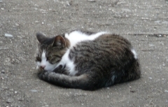 みーこ