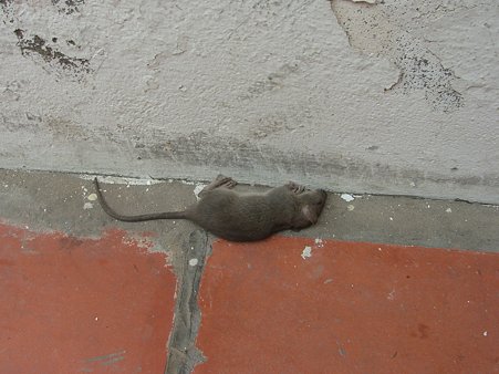 死んだ鼠