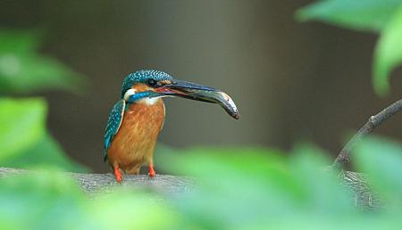 ｶﾜｾﾐ