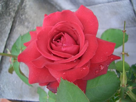 薔薇