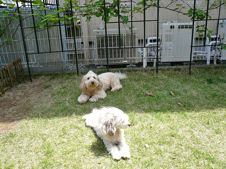120514_koo_mira_2
