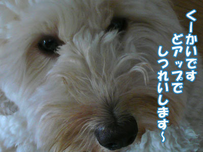 くーかいどアップ!