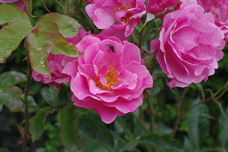 IMGP3683